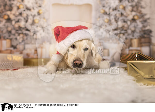 Golden Retriever / Golden Retriever / CF-02588