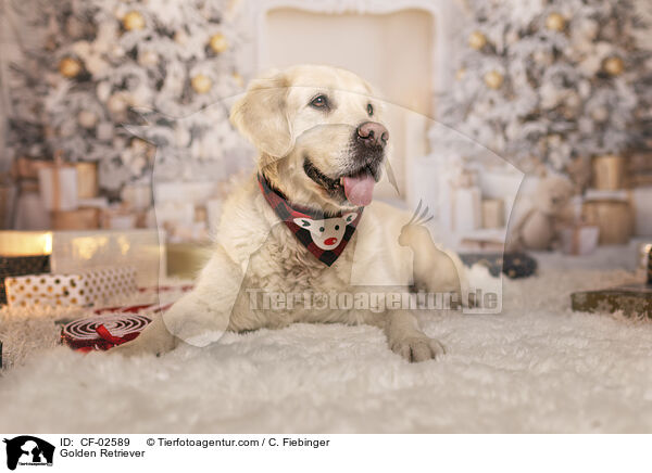 Golden Retriever / Golden Retriever / CF-02589