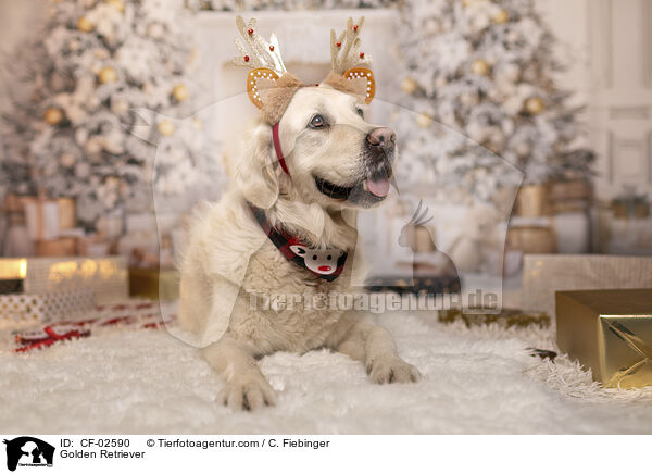 Golden Retriever / Golden Retriever / CF-02590