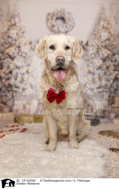 Golden Retriever / Golden Retriever / CF-02592