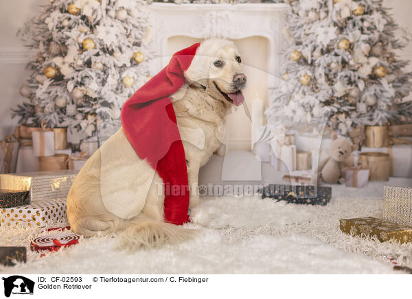 Golden Retriever / Golden Retriever / CF-02593