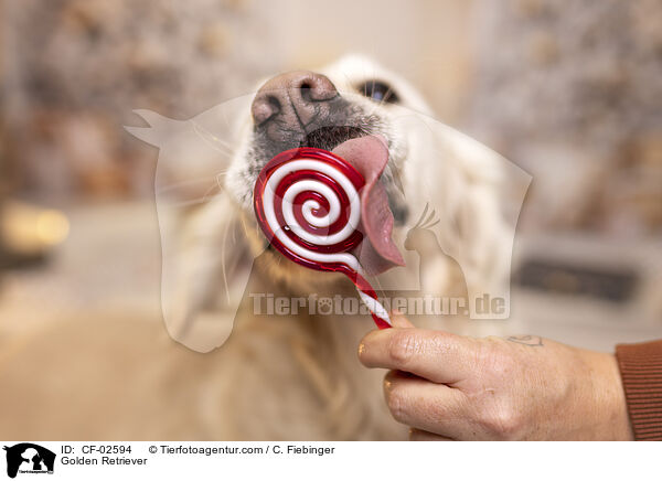 Golden Retriever / Golden Retriever / CF-02594