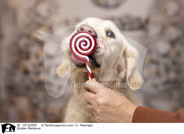 Golden Retriever / Golden Retriever / CF-02595