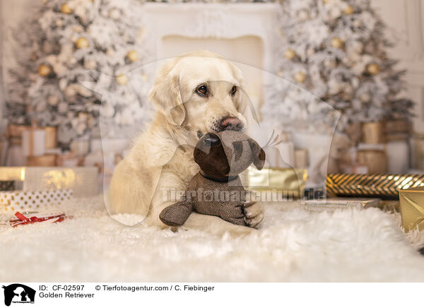 Golden Retriever / Golden Retriever / CF-02597
