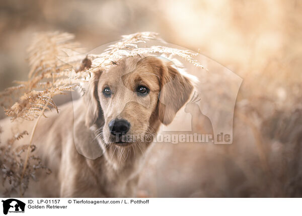 Golden Retriever / Golden Retriever / LP-01157