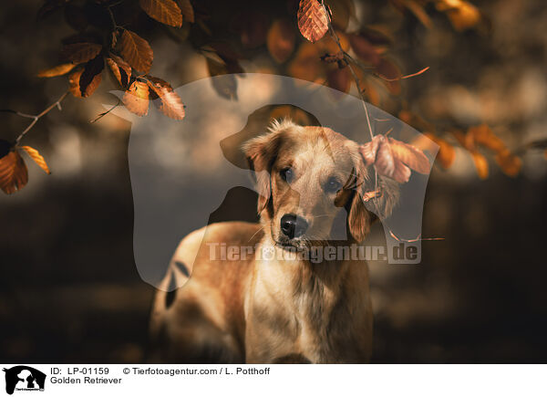 Golden Retriever / Golden Retriever / LP-01159