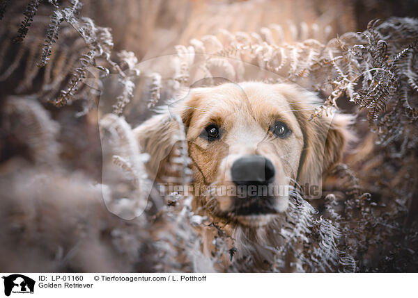 Golden Retriever / Golden Retriever / LP-01160