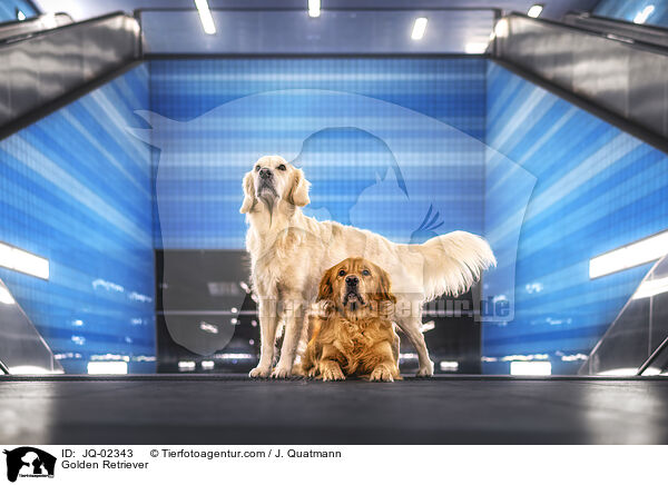 Golden Retriever / Golden Retriever / JQ-02343