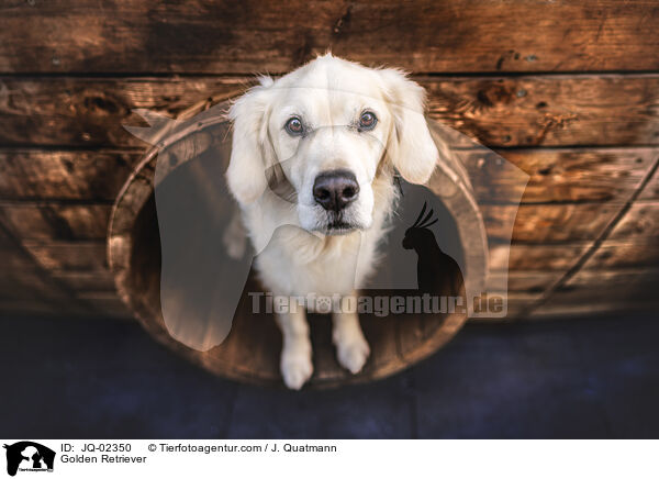 Golden Retriever / Golden Retriever / JQ-02350
