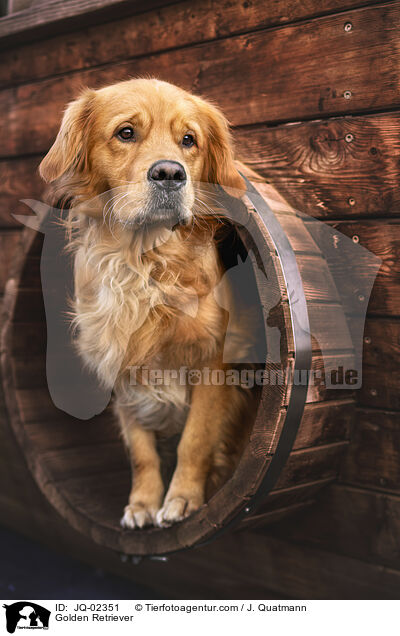 Golden Retriever / Golden Retriever / JQ-02351