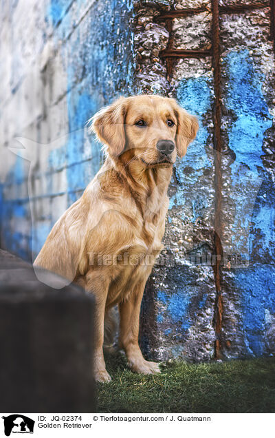 Golden Retriever / Golden Retriever / JQ-02374