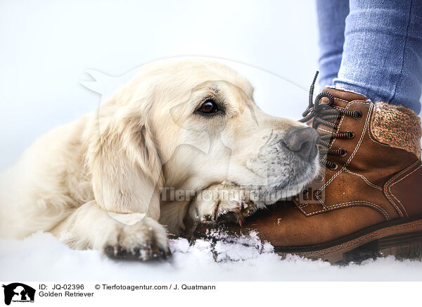Golden Retriever / Golden Retriever / JQ-02396