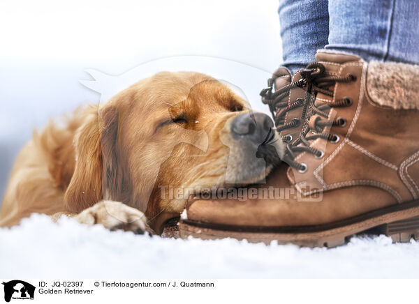 Golden Retriever / Golden Retriever / JQ-02397