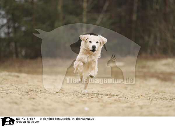 Golden Retriever / Golden Retriever / KB-17567