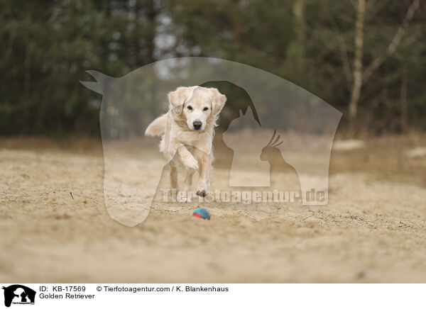 Golden Retriever / Golden Retriever / KB-17569