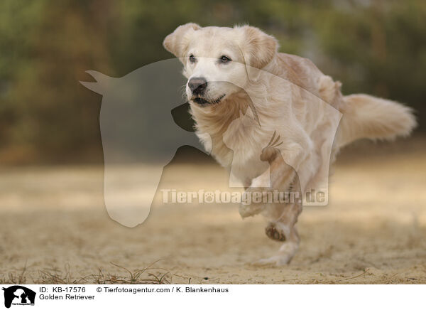 Golden Retriever / Golden Retriever / KB-17576