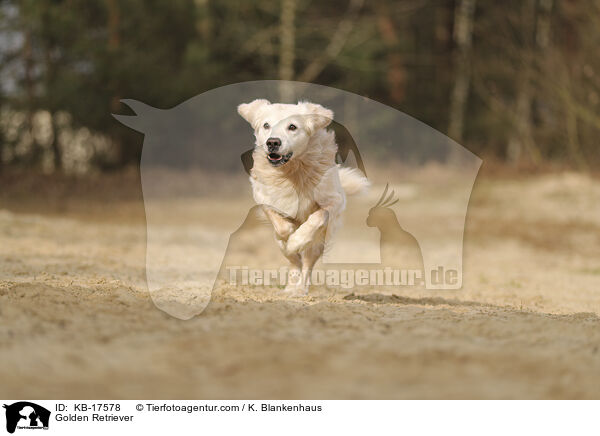Golden Retriever / Golden Retriever / KB-17578