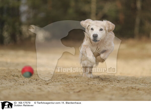 Golden Retriever / Golden Retriever / KB-17579