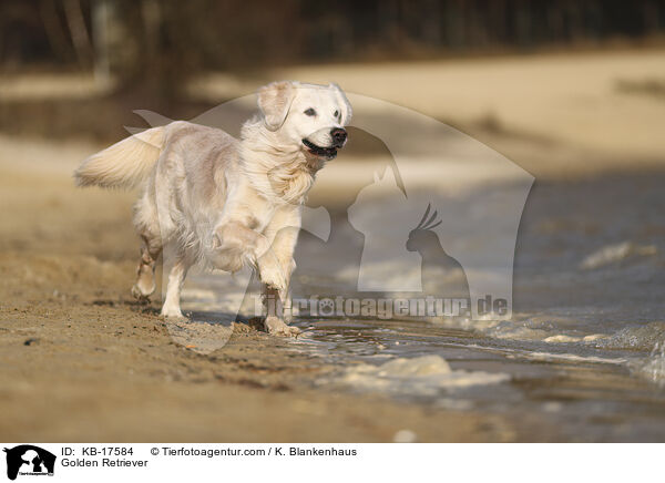 Golden Retriever / Golden Retriever / KB-17584