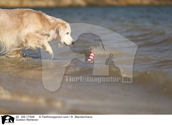 Golden Retriever / Golden Retriever / KB-17586