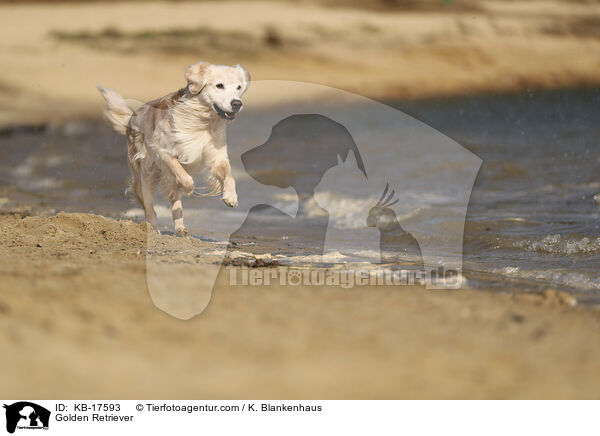 Golden Retriever / Golden Retriever / KB-17593