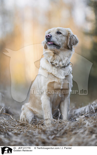 Golden Retriever / Golden Retriever / JEP-01778