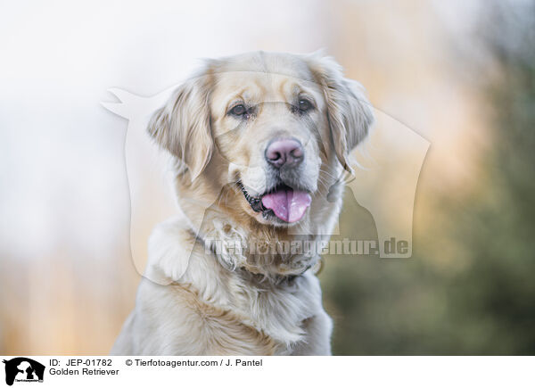 Golden Retriever / Golden Retriever / JEP-01782