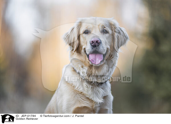 Golden Retriever / Golden Retriever / JEP-01784