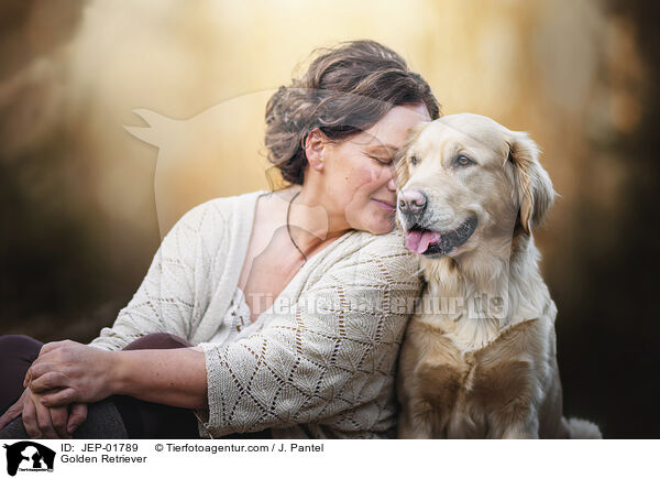 Golden Retriever / Golden Retriever / JEP-01789