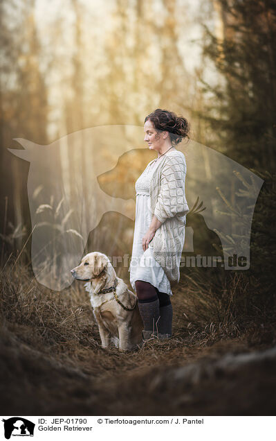 Golden Retriever / Golden Retriever / JEP-01790