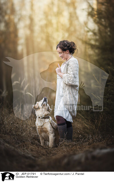 Golden Retriever / Golden Retriever / JEP-01791
