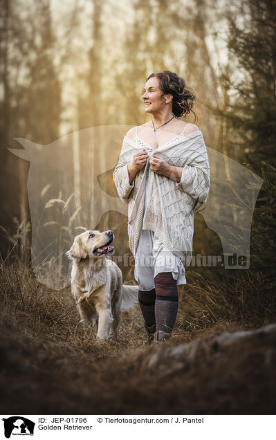 Golden Retriever / Golden Retriever / JEP-01796