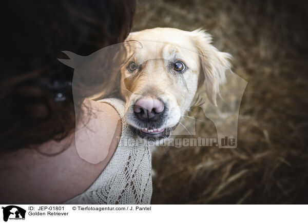 Golden Retriever / Golden Retriever / JEP-01801
