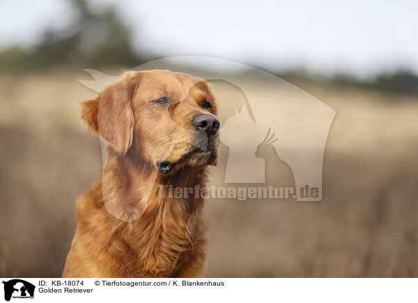 Golden Retriever / Golden Retriever / KB-18074
