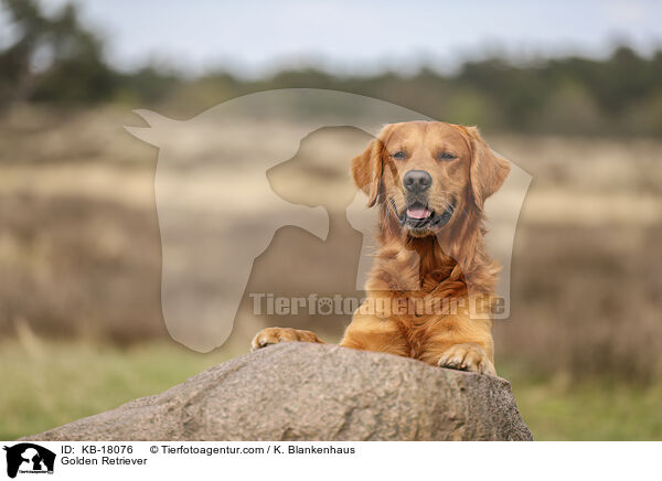 Golden Retriever / Golden Retriever / KB-18076