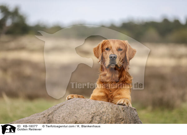 Golden Retriever / Golden Retriever / KB-18077