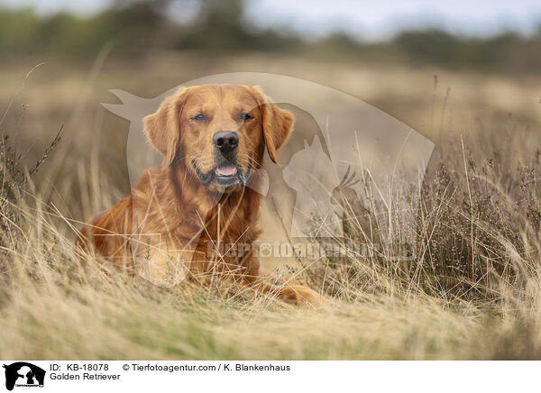Golden Retriever / Golden Retriever / KB-18078