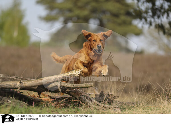 Golden Retriever / Golden Retriever / KB-18079