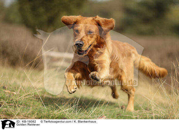 Golden Retriever / Golden Retriever / KB-18082