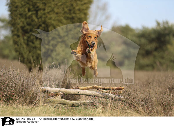 Golden Retriever / Golden Retriever / KB-18083