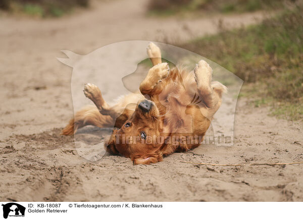 Golden Retriever / Golden Retriever / KB-18087