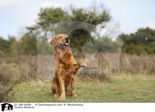 Golden Retriever / Golden Retriever / KB-18089