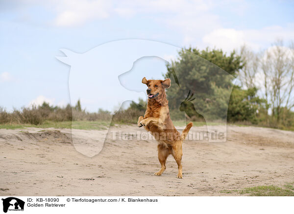 Golden Retriever / Golden Retriever / KB-18090