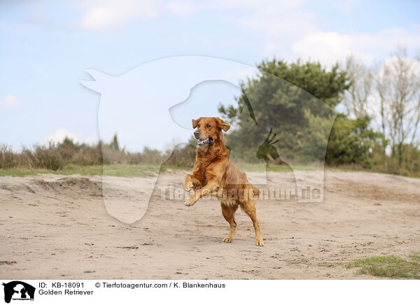 Golden Retriever / Golden Retriever / KB-18091