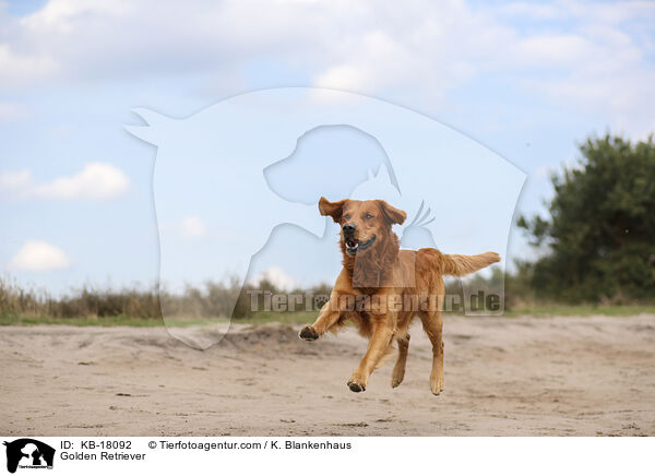 Golden Retriever / Golden Retriever / KB-18092