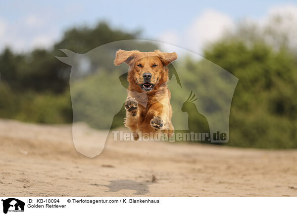 Golden Retriever / Golden Retriever / KB-18094