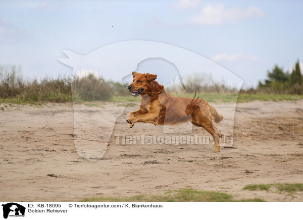 Golden Retriever / Golden Retriever / KB-18095