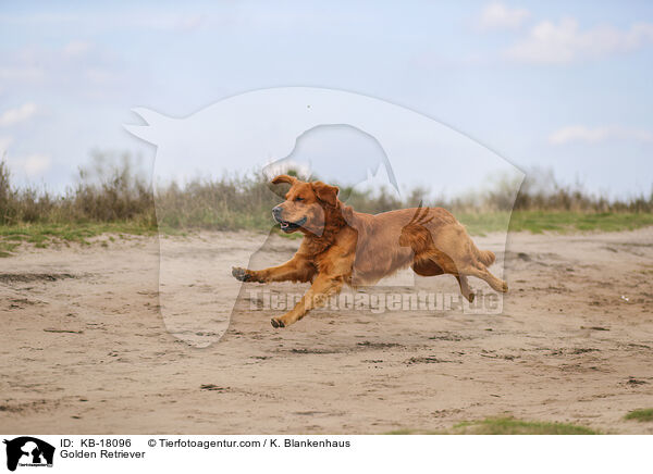 Golden Retriever / Golden Retriever / KB-18096