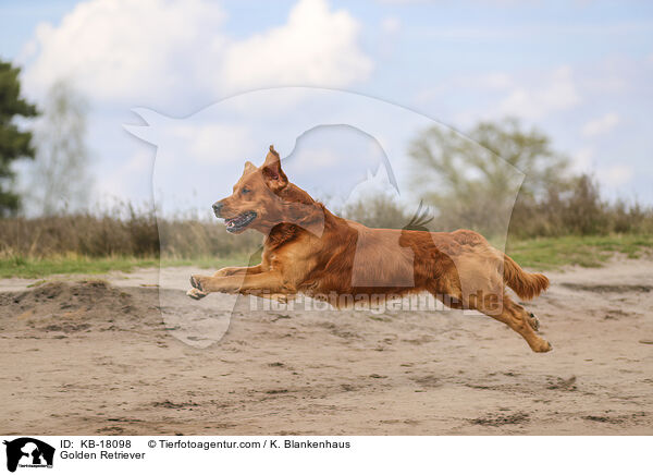 Golden Retriever / Golden Retriever / KB-18098