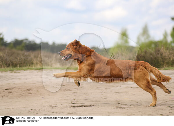 Golden Retriever / Golden Retriever / KB-18100